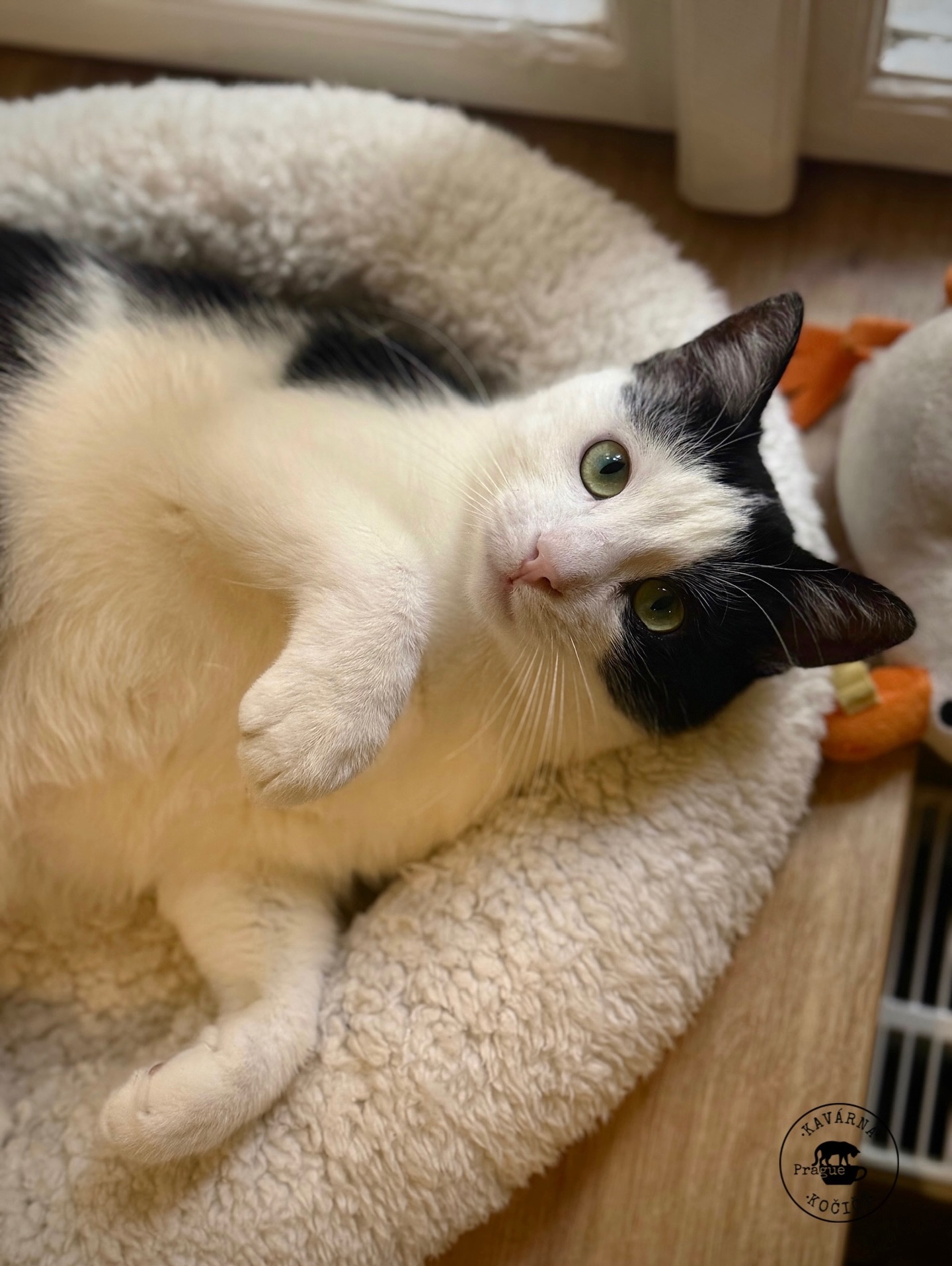 Cat at Cat Café Prague